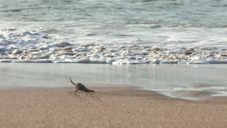 Neugeborene-Meeresschildkröte-Schlägt-Mit-Den-Flügeln-Und-Verschwindet-In-Zeitlupe-In-Den-Wellen,-Laniakea-Beach,-Hawaii