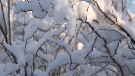 Close-up-snow-covered-bush,-snow-falling-down,-Winter-landscape