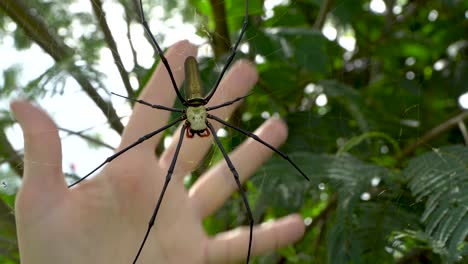 Large-orb-weaver-spider-on-web,-comparing-size-to-hand,-Nephila-pilipes