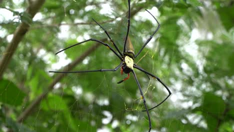 Huge-golden-orb-weaver-spider-on-web-with-red-pedipalp,-Nephila-pilipes