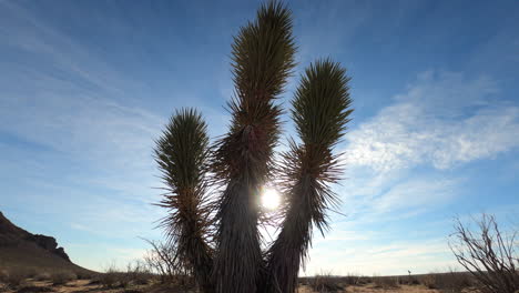Lapso-De-Tiempo-Del-Amanecer-En-El-Desierto-De-Mojave-Con-Yuca-De-Mojave-En-Primer-Plano