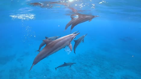 Spinner-Delfinschwimmen-Mit-Plastiktüte-Auf-Der-Flosse,-Zeitlupe