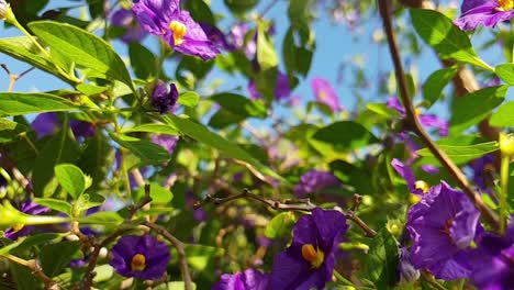 Kelchblume,-Nierembergia---Hübsche-Violette-Blüten-Mit-Tiefvioletten-Streifen-Und-Grünem-Laub