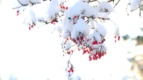 Frozen-sea-buckthorn-berries-on-snowy-branches,-healthy-superfood-concept