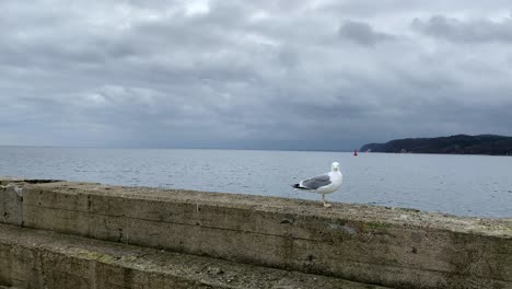Slow-motion-Lonely-seagull-stands-on-the-breakwater-and-the-russes-headed-sideways,-seaside-climate-all-around