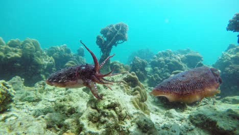 Zwei-Tintenfische,-Die-Unter-Dem-Tiefblauen-Meer-In-Thailand-Schwimmen,-Mit-Wunderschönen-Korallenriffen-Im-Hintergrund---Mittlere-Aufnahme
