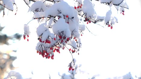 Close-up-snow-covered-red-rowan-berry,-Shallow-depth,-Static-shot