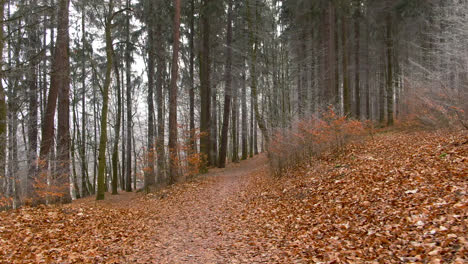 Herbstspaziergang-Waldweg-Unter-Warmem-Sonnenlicht-Mit-Orangefarbenen-Blättern-Auf-Dem-Boden