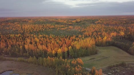 Cinematic-slow-tilt-up-aerial-shot-of-finnish-panorama-forest-in-autumn