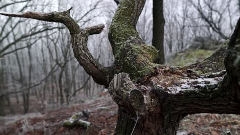 Schwenkansicht-Eines-Lockigen-Toten-Baumes,-Der-Mit-Frost-In-Einem-Mysteriösen-Dunstigen-Winterwald-Bedeckt-Ist