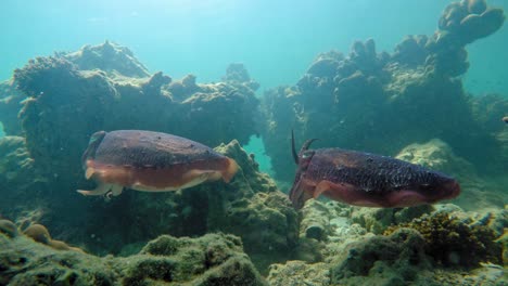 Paar-Freundliche-Tintenfische-Schwimmt-Ruhig-In-Kristallklarem-Wasser-über-Dem-Grund-Der-Andamanensee