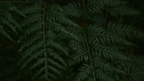 Dark-forest-floor-fern-slowly-sways-in-the-breeze-during-rainy-weather
