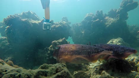 Eine-Hand-Mit-Einer-Gopro-kamera-Filmt-Ein-Paar-Lila-Tintenfische