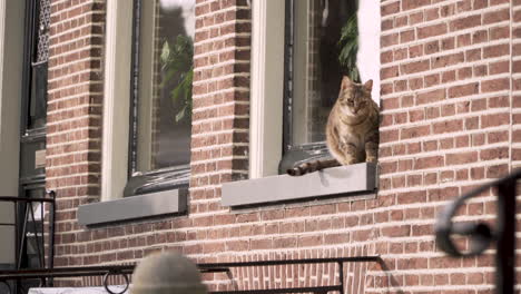 Goldene-Katze-Sitzt-In-Einem-Fenster-Einer-Typisch-Holländischen-Straße