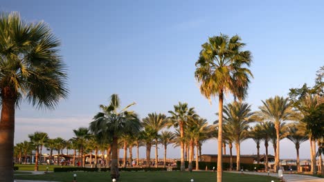 Palmen-Auf-Hintergrund-Des-Blauen-Himmels