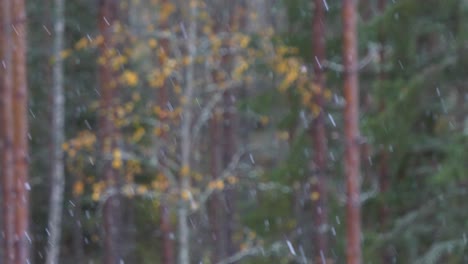 Lockdown-footage-of-snowflakes-falling-in-forest