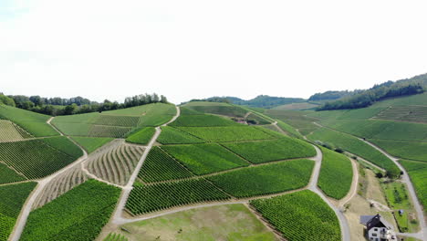 Wide-aeial-shot-of-beautiful-vineyard,-pan-left