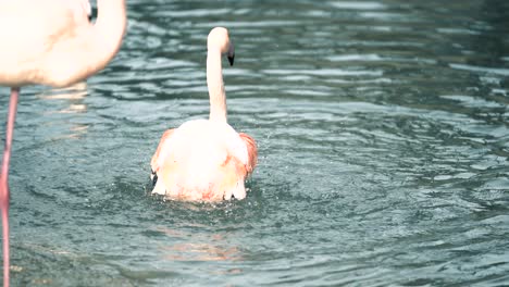 Flamingo--bathing-in-water