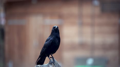 Closeup-of-black-raven