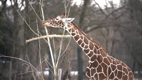 Giraffe-in-the-woods-eating-trees-and-foliage