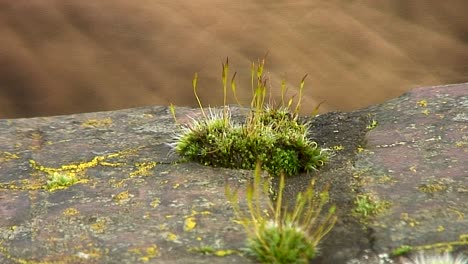 Cord-moss,-Funiara-Hygrometrica,-growing-on-the-top-of-a-brick-wall-in-the-village-of-Stapleford,-Leicestershire,-in-England