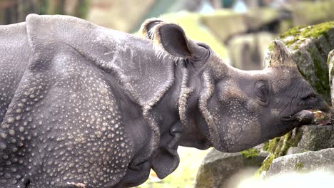 Closeup-of-Indian-rhinoceros