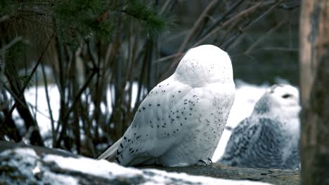 Snowy-owl,-also-called-Bubo-Scandiacus,-sitting-in-winter-forest