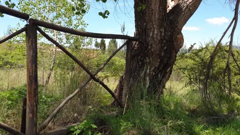 Wooden-farm-fence-next-to-an-old-tree-and-grassy-veld-bushes-and-thorn-trees,-this-is-alongside-the-gravel-road-of-Camelroc-farm,-South-Africa