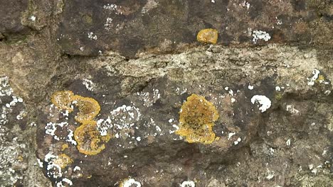 Orange-Gelb-Gelapptes-Moos-Wächst-Auf-Einer-Sandsteinmauer-In-Leicestershire