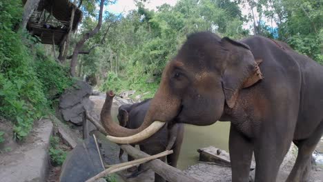 Una-Madre-Elefante-Y-Su-Cría-Esperan-Felizmente-A-Un-Turista,-Al-Borde-Del-Agua,-Para-Bañarse-En-El-Norte-De-Tailandia