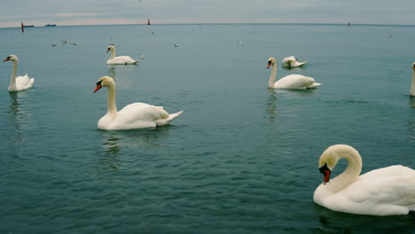 A-group-of-swans-swim-in-the-calm-sea,-beautiful-color-of-water,-low-waves