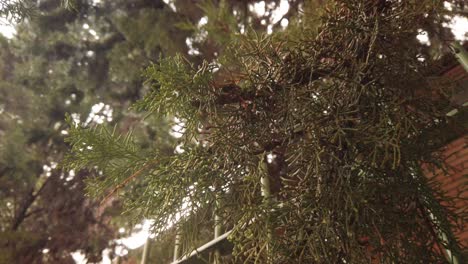 Rain-Water-Drops-Falling-from-Thuja-Evergreen-Cedar-Tree-Foliage,-Closeup-Detail