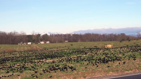 Tens-of-thousands-of-black-birds-in-a-field-with-farm-buildings-in-the-background-Lots-of-milling-about-and-then-something-triggers-the-birds-to-take-off-in-a-swarm-and-circle-the-field