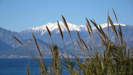 Turkish-pampas-grass-blowing-in-the-breeze-on-the-Mediterranean-Sea-in-Antalya,-Turkey