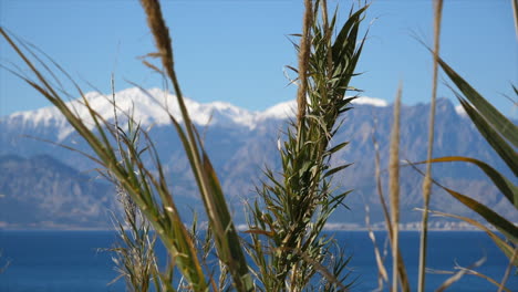 Slider-Shot-of-weeds-blowing-in-the-breeze-at-the-Mediterranean-Sea-with-mountains-in-the-background