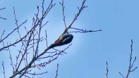 Woodpecker-perched-on-a-thin-branch-blowing-in-the-wind-pecking-to-find-grubs-under-the-bark