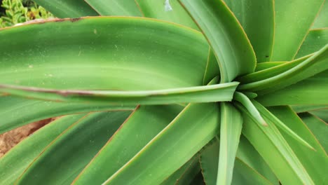 Südafrikanische-Aloe-Mit-Smaragdgrünen-Blättern-Und-Roten-Dornen-An-Den-Rändern,-Schöne-Natürliche-Grüne-Textur-Und-Muster,-Während-Sich-Die-Kamera-In-Zeitlupe-Bewegt