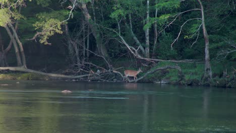 Deer-steps-out-of-river-onto-banks
