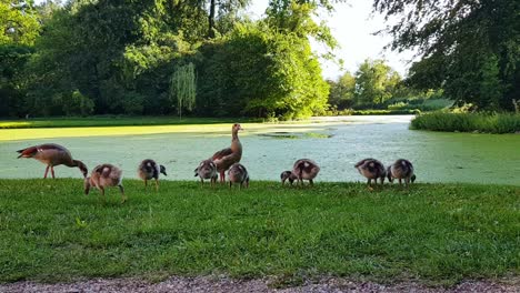 Family-of-egyptian-geese-with-gosling-feeding-on-grass-next-to-lake-during-summer