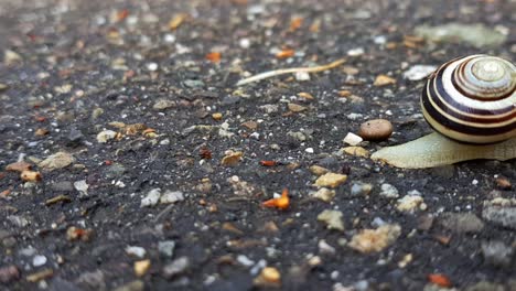 Hyperlapse-of-snail-crawling-on-dark-rocky-path-with-shell-on-its-back