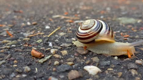 Frontal-static-view-of-land-snail-crawling-slowly-out-of-frame-on-damp-dark-rocky-ground