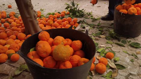 Worker-gathers-bitter-oranges-in-bucket-in-Seville,-Spain,-Slow-Motion