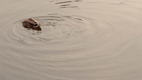 European-mallard-duck-swimming-across-the-frame-on-a-regular-grey-city-day