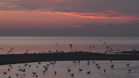 Birds-on-the-beach,-crows-getting-ready-to-migrate-for-the-winter-season-during-an-epic-sunrise-with-purple-and-orange-sky-at-a-cold-early-morning