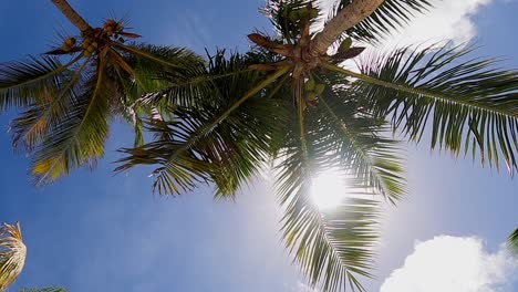 palm-trees-in-the-wind