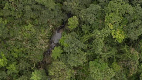 Dense-Taiwan-woodland-jungle-forest-with-cool-refreshing-river-creek-running-through-aerial-birds-eye-view