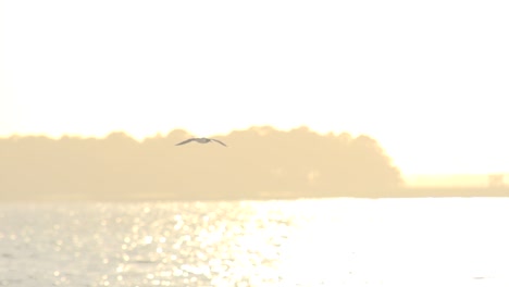 Single-bird-flying-in-slow-motion-during-golden-hour-over-the-ocean