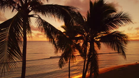 Nahaufnahme-Von-Palmen-Von-Drohne-Bei-Sonnenaufgang-In-Hawaii