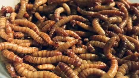 Close-up-Shot-of-Live-Mealworms
