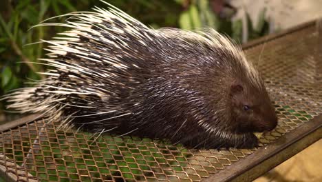 Stachelschwein,-Das-Im-Zoo-Von-Chiang-Mai-In-Thailand-Isst